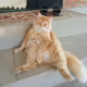 imhastlemaleikum
