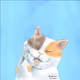 beecats