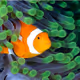 Fishtrader