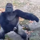 GORILLA666