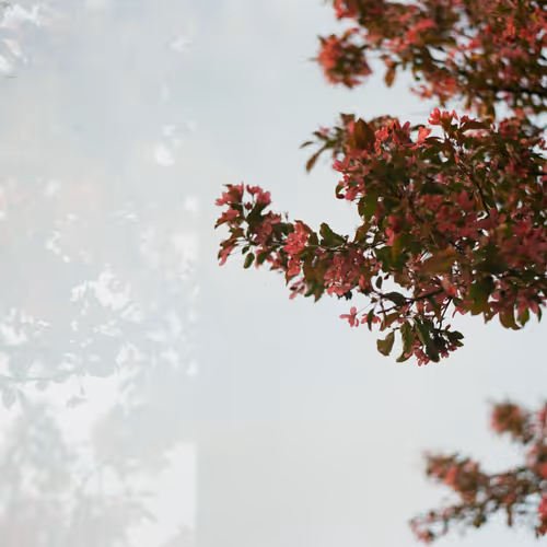OpenSea banner for @Carter