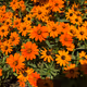 Omnia_Sol