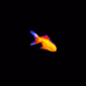 cryptofish-gold