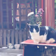 cat_72