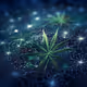 cannabisgeoportal