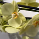 NFT_Orchid