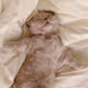 mew413
