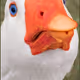 Hopping_duck