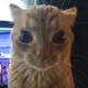 yowdan777