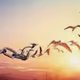 Free_bird7