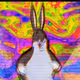 chungus_vault
