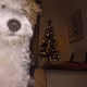 ruebeno