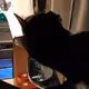 Crypt0Cat