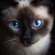 Kitty_Life