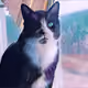 NFTKittyCat
