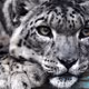 iamsnowleopard