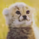 cana-007