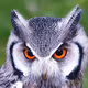 SingOwl