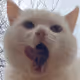 Skurwodaktyl