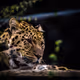Leopard_wu