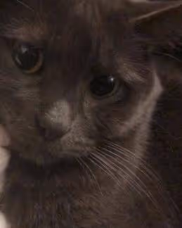 OpenSea profile picture for @Sprinkled