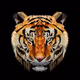 TigerStorm