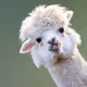 hi-paca