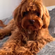 doggieslover