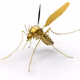 golden_mosquito