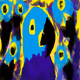 BlueArara