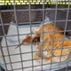 Rescue-Animals_SHIBOGI