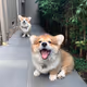 CheekyMonkeh