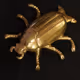 Gold_bug