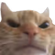 zeedA