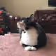 Niudadadada