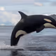 Willy_Mezouzed_Whalestein