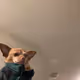 Bebononi