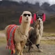 alpacaincrypto