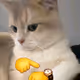giorginioarnold