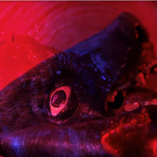 OpenSea banner for @Pitted