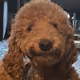 kristocurrensea