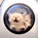 Kid-Cat