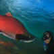 fishfirst