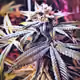 CannArtista