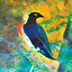 ioJo