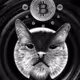 darkcryptocat1