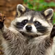 raccoon_lover