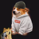 CashDOGKING