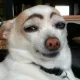 Puppyface