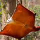 Flyin-squirrel